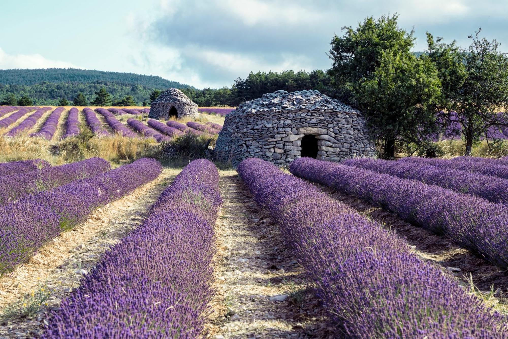 Le Cabanon Des Lavandes Entre Mont Ventoux Et Luberon Sault-de-Vaucluse Kültér fotó